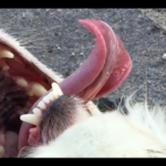 Video still Evidence of non-harmonious being, Heleen Mineur, 2020, Netherlands (© the artist, courtesy by The One Minutes Foundation)
